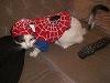 Avatar di spidercat