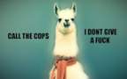 Avatar di alpaca